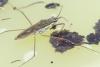 Gerris gibbifer
